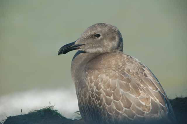 the Dungeness Spit seagull